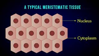 MERISTEMATIC TISSUE  Characteristic  Apical  Intercalary  Lateral meristem [upl. by Octavla673]