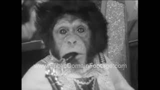 Chimpanzee band plays New Years Eve 1965 archival footage [upl. by Lasser785]