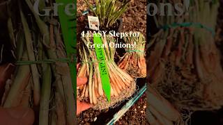 Grow Great Onions in 4 Easy Steps [upl. by Nilyahs]