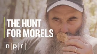 How To Find Morels  The Salt  NPR [upl. by Julienne701]