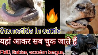 Stomatitis In Mouth In Hindi  Stomatitis In Animal  stomatis  Hada Vets Club  मुंह कि बिमारी [upl. by Cary355]