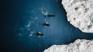 A Whale Tale  Humpback Whales in Ilulissat Greenland [upl. by Lenee]