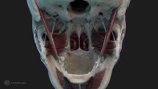 Temporomandibular joint  biomechanics TMJ disc [upl. by Eynenihc411]