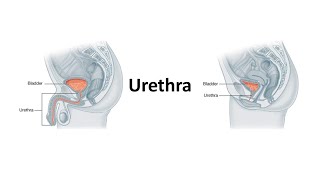 Urethra Prof Dr Md Ashfaqur Rahman [upl. by Nelad]