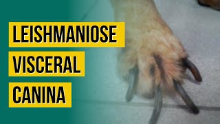 Leishmaniose Visceral Canina  Identificação e tratamento [upl. by Anaehs]