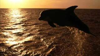 Meditation  Sounds Of Dolphins [upl. by Mirak366]