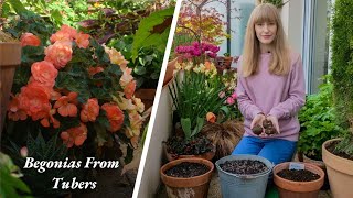 How To Plant Begonia Tubers In Pots [upl. by Notlil374]