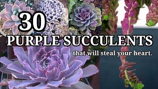 30 PURPLE SUCCULENTS that will steal your heart  108🦋 [upl. by Hilaire875]