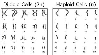 Haploid vs Diploid [upl. by Risan]