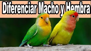 Diferenciar Agapornis Machos Y Hembras [upl. by Jonati]