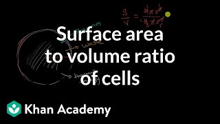 Surface area to volume ratio of cells  Cell structure and function  AP Biology  Khan Academy [upl. by Durante]