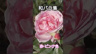 赤・ピンク色の和バラを集めたショート動画 薔薇 バラ園 秋バラ rose [upl. by Lashar411]