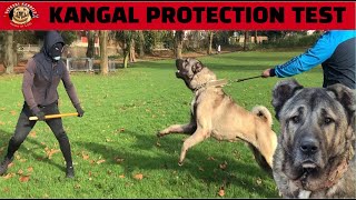 Turkish Shepherd Starts Protection Training kangal sivas [upl. by Emerson]