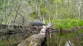 The Log  a look at wetland wildlife [upl. by Dragoon]