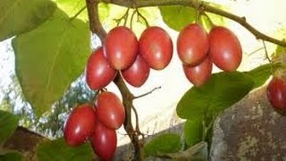 How to Prune Tomato Tree  Tamarillo  Tomate de Arbol  Maintenance  TvAgro por Juan Gonzalo Angel [upl. by Zachariah]