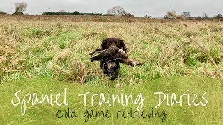 Gundog Training  Basic Cold Game Retrieves [upl. by Llerreg]