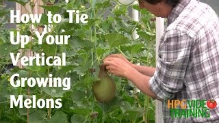 How to Sling Vertical Growing Melons [upl. by Eamon]