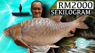 5 Ikan PALING MAHAL Di Malaysia [upl. by Doran]