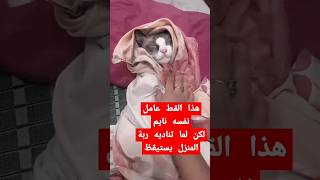 القط ده حيرني 😨 [upl. by Ikairik]