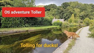 Nova Scotia duck tolling retriever tolling for ducks in calm water UK [upl. by Woods638]