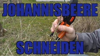 Johannisbeerenschnitt  Wie schneide ich Johannisbeeren [upl. by Brelje399]