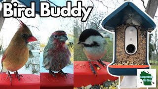 Bird Buddy Setup and Review Is it worth it [upl. by Fadas20]