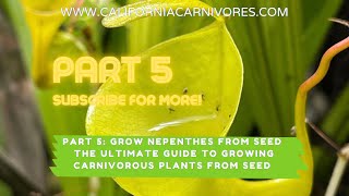 Ultimate Guide to Growing Nepenthes Pitcher Plants from Seed [upl. by Brandice]