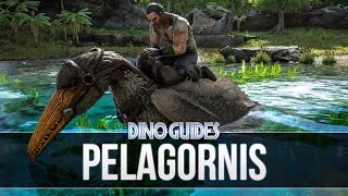 ARK Survival Evolved  Pelagornis Guide Behaviour Statistics and Functionality [upl. by Husch]