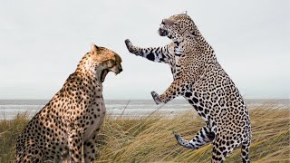 Jaguar vs Cheetah who would win [upl. by Refinnej]