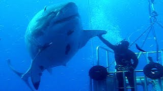 BIGGEST Sharks In The World [upl. by Beach]