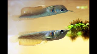 Best Top 10 Baby Arowana Fish Feeding  Small Arowana Feeding [upl. by Drofwarc280]