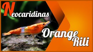 GAMBAS NEOCARIDINA 🦐 ORANGE RILI SELECCION [upl. by Agna523]