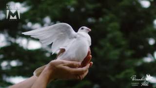 White dove filmed with 2000fps Ultra slow motion in Cluj [upl. by Meehar351]