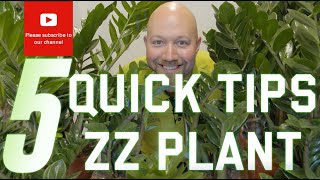 5 quick tips Zamioculcas zamiifolia ZZ plant [upl. by Quartus308]