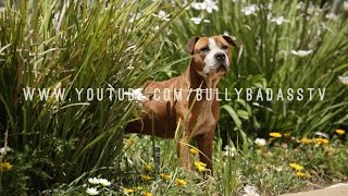 ALL ABOUT THE AMERICAN PIT BULL TERRIER WITH RICHARD F STRATTON [upl. by Losse271]