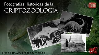 TOP FOTOGRAFIAS REALES DE CRIATURAS DESCONOCIDAS CRIPTOZOOLOGIA VI OxlackCastro [upl. by Vudimir298]