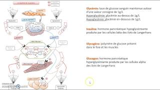 Régulation de la glycémie [upl. by Khosrow748]