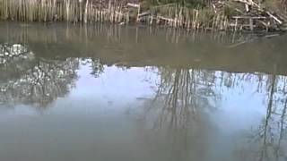 Fishing at shorne country park kent [upl. by Phillipe]