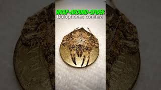 WrapAroundSpider Dolophones conifera Gagambang BakaBaka [upl. by Annoyed]