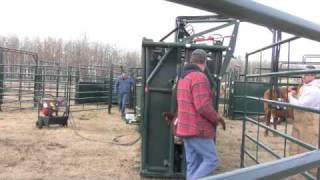 HiHog Hydraulic Cattle Squeeze Chute [upl. by Kimball]