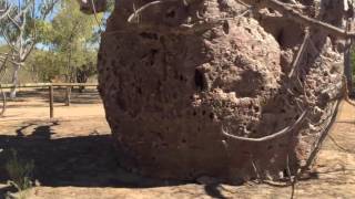 4000 year old Boab Tree Adansonia gregorii with bee hive [upl. by Lust]