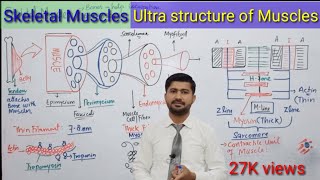 Skeletal Muscles  Ultra Structure of Muscles  Fsc Biology Book 2  Irtisams Biology [upl. by Yrrak]