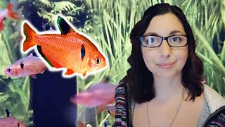 Serpae Tetra Care Guide 🐟 Red Minor Tetra 🐟 Beginner Care For Serpae Tetras [upl. by Birk577]