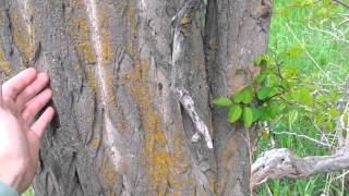 Identifying a Black Locust Tree [upl. by Caputo]