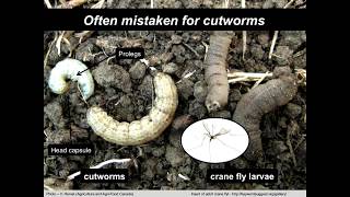 Cutworms and Carnage Identify and Deal With Cutworms on Your Farm Farming Smarter Conference 2017 [upl. by Yatnoed273]