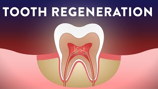 Can We Regenerate Our Teeth [upl. by Jillian]