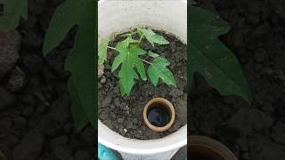 My Rooftop Garden tree youtubeshorts gardening garden rooftopgarden [upl. by Yrogiarc]