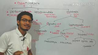 Classification of Phylum Chordata into subsequent categories [upl. by Brandon945]