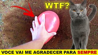 Como espantar os GATOS do jardim e horta FÓRMULA IMBATÍVEL [upl. by Nyrtak606]