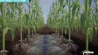 Subsurface Drip Irrigation for Corn [upl. by Lienet]